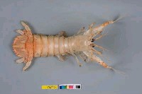 藏品(厚刺深海蝦蛄)的圖片